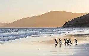 Gentoo Penguin Gallery: Gentoo Penguin (Pygoscelis papua), Falkland Islands. South America, Falkland Islands