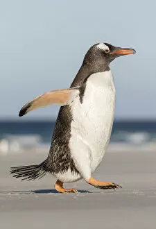 Gentoo Penguin Gallery: Gentoo Penguin (Pygoscelis papua), Falkland Islands