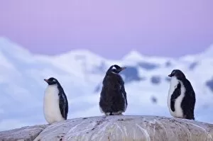 Gentoo Penguin Gallery: gentoo penguin, Pygoscelis Papua, chicks at twilight along the western Antarctic Peninsula