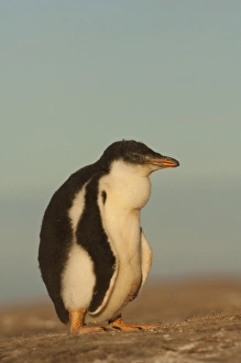 Gentoo Penguin (Pygoscelis papua) chick, Saunders Island, south of mainland, east Falkland Island Gentoo Penguin (Pygoscelis papua) chick, Saunders Island, south of mainland, east Falkland Island