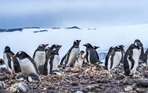 Gentoo Penguin rookery, Yankee Harbor, Greenwich Island, Antarctica