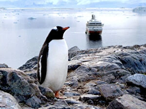 Gentoo Penguin Gallery: A Gentoo (Pygoscelis papua) at Neko Harbor, Antarctica on a rocky mountain with a