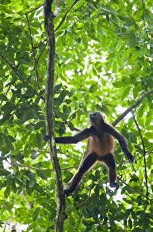 Geoffroys Spider Monkey (Ateles geoffroyi) aggressively screams and howls to Geoffroys Spider Monkey (Ateles geoffroyi) aggressively screams and howls to
