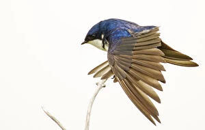 George Reifel Migratory Bird Sanctuary, BC, Canada. Tree swallow stretching wings