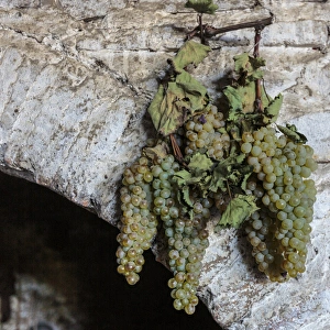 Georgia, Kakheti. Grapes hanging on an archway at a winery Georgia, Kakheti. Grapes hanging on an archway at a winery