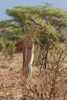 Gerenuk standing on hind legs browsing, Samburu National Game Reserve, Kenya; Africa Gerenuk standing on hind legs browsing, Samburu National Game Reserve, Kenya; Africa