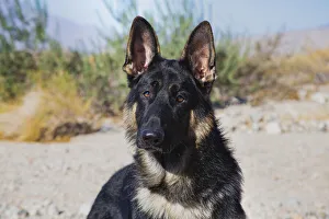 German Shepherd in the Coachella Valley, California German Shepherd in the Coachella Valley, California
