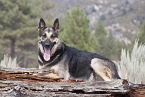 A German Shepherd lying on a fallen tree trunk with sage brush and pine trees in A German Shepherd lying on a fallen tree trunk with sage brush and pine trees in