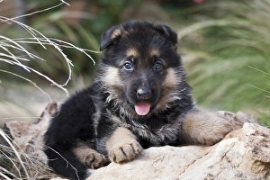 German Shepherd puppy lying on a rock amongst tall grasses German Shepherd puppy lying on a rock amongst tall grasses