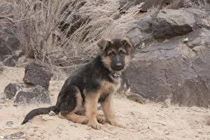 Images Dated 5th December 2010: German Shepherd puppy (PR)
