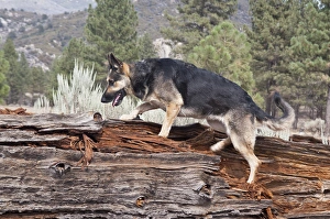 A German Shepherd walking up onto a fallen tree trunk with sage brush and pine trees A German Shepherd walking up onto a fallen tree trunk with sage brush and pine trees