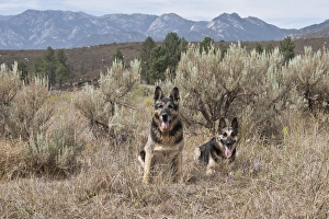 Two German Shepherds together in a field of sage brush and pine trees with San Jacinto Two German Shepherds together in a field of sage brush and pine trees with San Jacinto