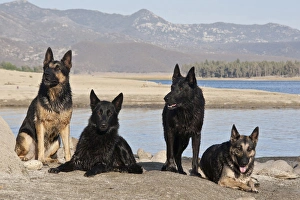 Four German Shepherds together on a rock outcrop at Lake Hemet in the San Jacinto Four German Shepherds together on a rock outcrop at Lake Hemet in the San Jacinto