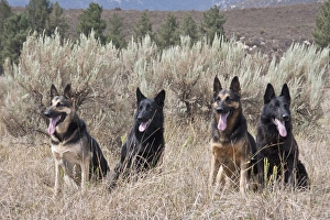 Four German Shepherds sitting in a field with sage brush and pine trees Four German Shepherds sitting in a field with sage brush and pine trees