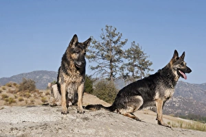 Two German Shepherds sitting on a rock in the San Jacinto Mountains California Two German Shepherds sitting on a rock in the San Jacinto Mountains California