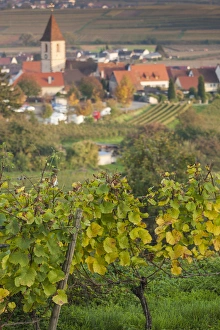Germany, Baden-Wurttemburg, Burkheim, Kaiserstuhl Area, vineyards elevated village view Germany, Baden-Wurttemburg, Burkheim, Kaiserstuhl Area, vineyards elevated village view