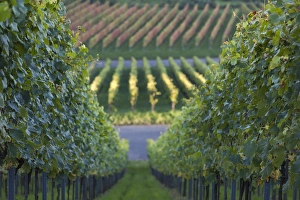 Germany, Baden-Wurttemburg, Stuttgart-Uhlbach, vineyards above Unter-turkheim, fall Germany, Baden-Wurttemburg, Stuttgart-Uhlbach, vineyards above Unter-turkheim, fall
