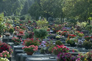 Germany, Bavaria, Nuremberg. Historic medieval cemetery famous for its thousands of roses