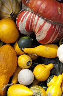 Germany, Bavaria, Passau. Open-air farmers market, colorful fall squash & gourds