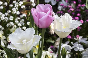 Germany, Freinsheim, Flowers (Two Whites and a Pink) Germany, Freinsheim, Flowers (Two Whites and a Pink)