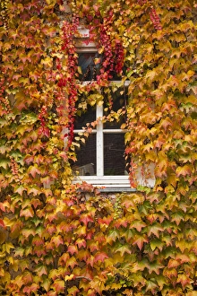 Germany, Hesse, Wetzlar, building covered with ivy, autumn Germany, Hesse, Wetzlar, building covered with ivy, autumn