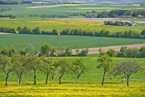 GERMANY, Rheinland-Pfaltz, Mulbach. Fiels in spring GERMANY, Rheinland-Pfaltz, Mulbach. Fiels in spring