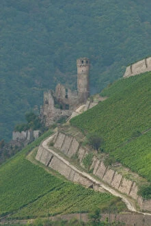 Winery Collection: Germany, Rhine River. View between Mainz & Koblenz near Rudesheim. Castle ruins surrounded
