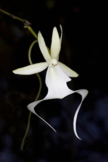 Ghost Orchid in bloom, Polyrrhiza lindenii, Florida (wild) Ghost Orchid in bloom, Polyrrhiza lindenii, Florida (wild)