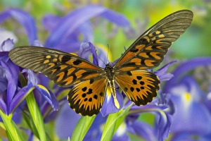 The Giant African Swallowtail Butterfly, Papilio antimachus The Giant African Swallowtail Butterfly, Papilio antimachus