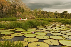 Giant Amazon Water Lily (Victoria amazonica) LARGEST LILY Permanent ponds in Savannah Giant Amazon Water Lily (Victoria amazonica) LARGEST LILY Permanent ponds in Savannah