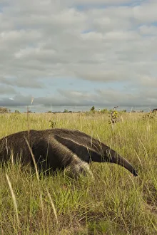 Giant Anteater (Myrmecophaga tridactyla) Savannah Rupununi GUYANA. South America Giant Anteater (Myrmecophaga tridactyla) Savannah Rupununi GUYANA. South America