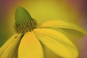 Giant Coneflower Close-up in our garden Sammamish, Washington Giant Coneflower Close-up in our garden Sammamish, Washington