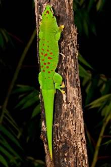 Giant Day Gecko, Phelsuma madagascariensis, Native to Madagascar Giant Day Gecko, Phelsuma madagascariensis, Native to Madagascar