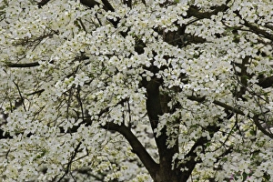 Giant Flowering Dogwood tree (Cornus florida) Louisville, Kentucky Giant Flowering Dogwood tree (Cornus florida) Louisville, Kentucky