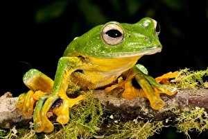 Giant Gliding Treefrog, Polypedates kio., Native to Vietnam Giant Gliding Treefrog, Polypedates kio., Native to Vietnam