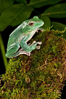 Giant Gliding Treefrog, Polypedates sp. Native to Vietnam Giant Gliding Treefrog, Polypedates sp. Native to Vietnam