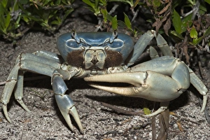 Giant Land Crab (Cardisoma guanhumi) Mahahual Penninsula South Yucatan Peninsula Giant Land Crab (Cardisoma guanhumi) Mahahual Penninsula South Yucatan Peninsula