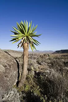 Images Dated 25th January 2010: Giant Loebelia (Lobelia rhynchopetalum) in the Bale Mountains of Ethiopia