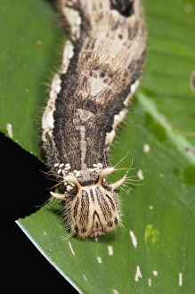Giant Owl Butterfly Caterpillar (Caligo memnon) Eggs laid on neck area by parasitic wasp Giant Owl Butterfly Caterpillar (Caligo memnon) Eggs laid on neck area by parasitic wasp