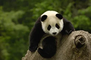 Giant panda baby (Ailuropoda melanoleuca) Family: Ailuropodidae. Wolong China Conservation Giant panda baby (Ailuropoda melanoleuca) Family: Ailuropodidae. Wolong China Conservation
