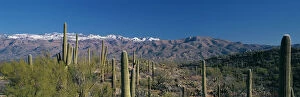 Snow Capped Gallery: Giant Saguaro cacti growing in Saguaro Nat l Park, with the snow capped Catalina Mtns