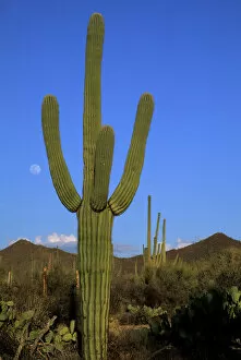 Images Dated 13th August 2012: Giant saguaro cactus (Cereus giganteus), Saguaro National Park, Tucson, Arizona