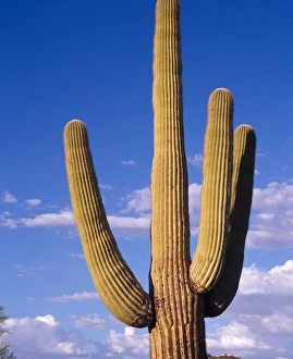 Giant Saguaro cactus against an evening sky in Organ Pipe Cactus Nat'l Park, AZ Giant Saguaro cactus against an evening sky in Organ Pipe Cactus Nat'l Park, AZ