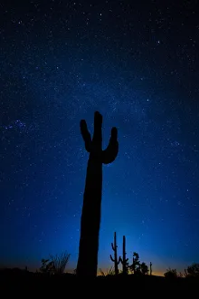 A giant saguaro cactus silhouettes in the clear Arizona evening A giant saguaro cactus silhouettes in the clear Arizona evening