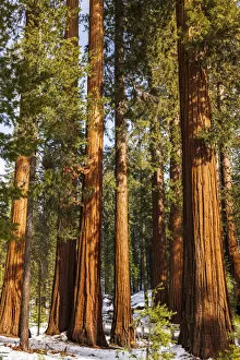 Sequoiadendron Giganteum Gallery: Giant Sequoia (Sequoiadendron giganteum) in the Mariposa Grove, Yosemite National Park