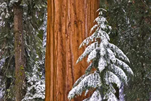 Giant Sequoia (Sequoiadendron giganteum) in winter, Giant Forest, Sequoia National Park Giant Sequoia (Sequoiadendron giganteum) in winter, Giant Forest, Sequoia National Park