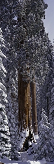 Giant Sequoia tree covered in fresh snow, Sequoia Kings Canyon National Park, California Giant Sequoia tree covered in fresh snow, Sequoia Kings Canyon National Park, California