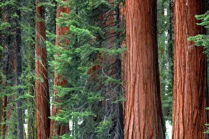 Giant Sequoias amid young pines in the Giant Forest, Sequoia National Park, California Giant Sequoias amid young pines in the Giant Forest, Sequoia National Park, California