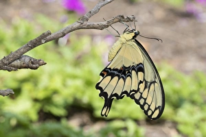 Giant Swallowtail butterfly (Papilio cresphontes) newly emerged near chrysalis, Marion Co Giant Swallowtail butterfly (Papilio cresphontes) newly emerged near chrysalis, Marion Co