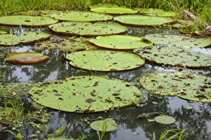 These giant water lilies, up to 8 feet in diameter, are only foud in the amazon Rainforest These giant water lilies, up to 8 feet in diameter, are only foud in the amazon Rainforest